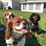 Profile Picture of Bailey, Benjamin and Boomer (@baileynbennyplusone) on Instagram