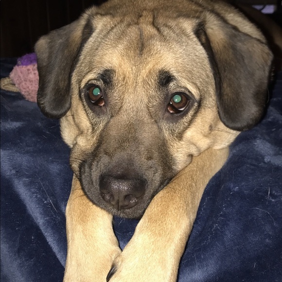 Profile Picture of Hailey Panciera (@hannaabc123) on Poshmark