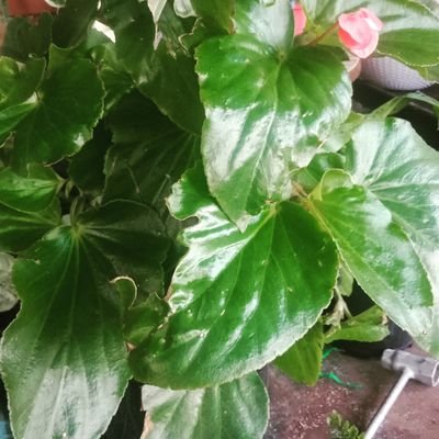 Profile Picture of Lisa's Leafy Greens (@LisasLeafyGree1) on Twitter