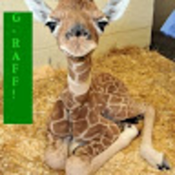 Profile Picture of Daniel Montalvo (@dmontalvo2008) on Poshmark