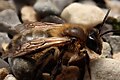 Profile Picture of Andrena scoticaon Wikipedia