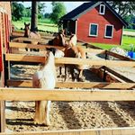 Profile Picture of Pferdepension Rieskamp (@pferdepension_rieskamp) on Instagram