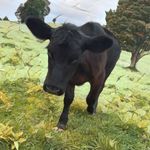 Profile Picture of Nicholas G Beeson (@dieselguy89) on Instagram