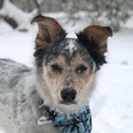 Profile Picture of Alice Szaradics-Pounds (@alice_tx_heeler) on Instagram