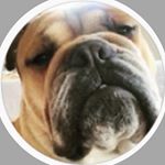 Profile Picture of Bébert (@albert._foresti) on Instagram