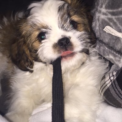 Profile Picture of Alyssa Bloom (@AlyssaBloom99) on Twitter