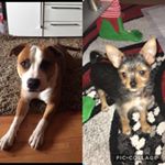 Profile Picture of Buddy&Prince (@buddy_prince1273) on Instagram