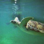 Profile Picture of David Ethan Levit (@seniorlechero) on Instagram