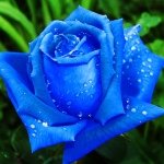 Profile Picture of Rosa Mayer (@rosasipadinsta341) on Instagram