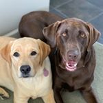 Profile Picture of Stanley and Ruby (@stan_and_ruby) on Instagram