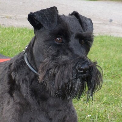 Profile Picture of Jo Nutter (@nutter10) on Twitter
