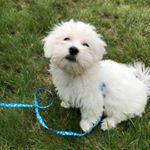 Profile Picture of Miki🐶 (@pan_mikusinski) on Instagram