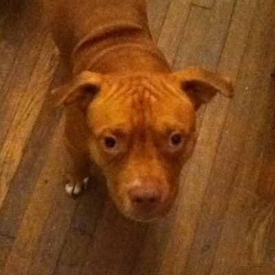 Profile Picture of Curtis Bryan Pounds (@CurtisBryanPoun) on Twitter