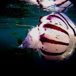 Profile Picture of Steve Danner (@mrdscienceths) on Instagram