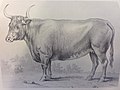 Profile Picture of Freemartinon Wikipedia