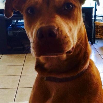Profile Picture of Stephen C. Rounds (@RoundsStephen) on Twitter