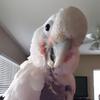 Profile Picture of Chad Sholler (@longhaul13) on Tiktok