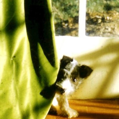 Profile Picture of William Lambeth (@Rumpletisa) on Twitter