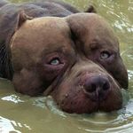 Profile Picture of Red Hunter Kennel (@redhunterkennel) on Instagram