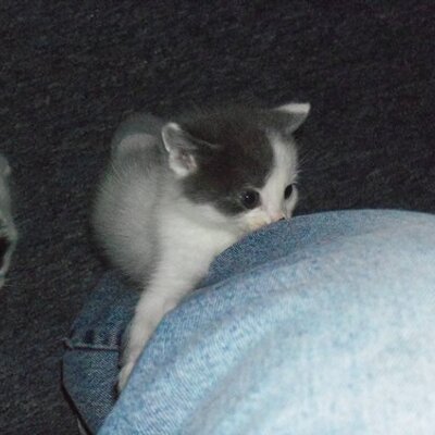 Profile Picture of Eric Lokey (@Ellinscar) on Twitter