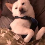 Profile Picture of Dookie Shoes (@ryan_target) on Instagram