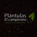 Profile Picture of Plantulas El Campesino (@plantulaselcampesino) on Instagram