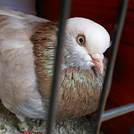 Profile Picture of Eric Rosenberg (@Szulptist) on Flickr