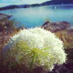 Profile Picture of Ralph Shannon (@slayervegr) on Instagram