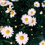 Profile Picture of Cindy craven (@craven3163) on Instagram