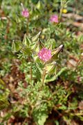 Profile Photo of Malva aegyptiaon Wikipedia