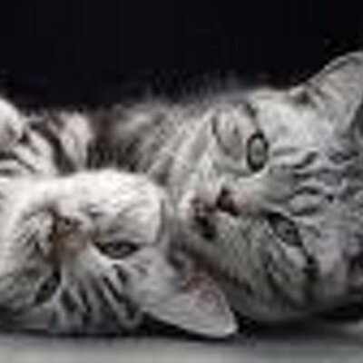 Profile Picture of Aleksandra Pejovski (@AlexandraMissy) on Twitter