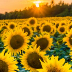 Profile Picture of avamcfarland02 (@avamcfarland02) on Tiktok