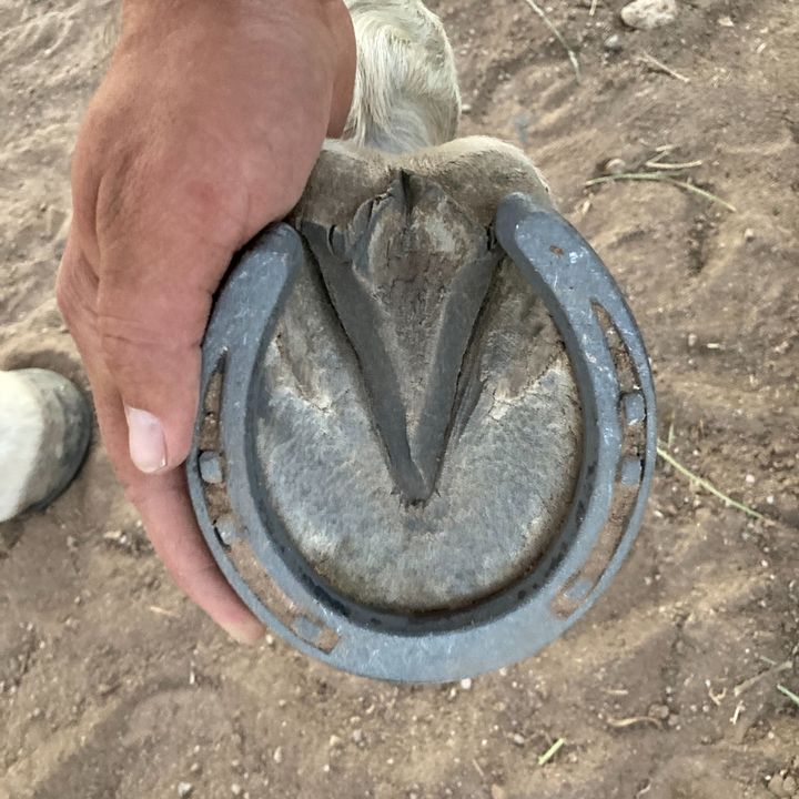 Profile Picture of DixieFarrier (@kantonvause) on Tiktok