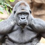 Profile Picture of Gary Emery (@rampagegainz) on Instagram