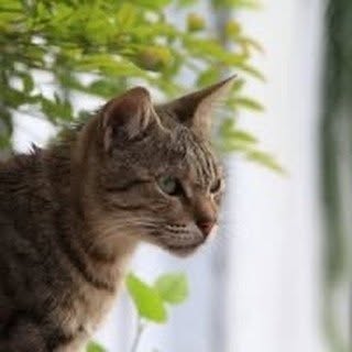 Profile Picture of Amy Hsieh (@amyhsieh_) on Instagram