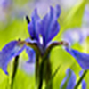 Profile Picture of Spencer Black (@Spencer L Black) on Flickr