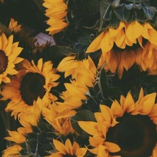 Profile Picture of Meredith Witwer (@Meredith-Witwer) on Facebook