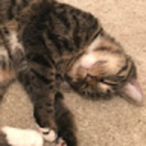 Profile Picture of Siyu Chen (@chensyamelia) on Poshmark