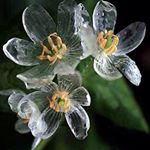 Profile Picture of Samina Sultan (@saminasultan522) on Instagram