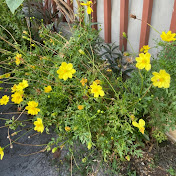 Profile Picture of Mihee (@mihee4549) on Youtube