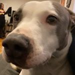 Profile Picture of Dominick DeSantis (@cat_dog_another_kat) on Instagram