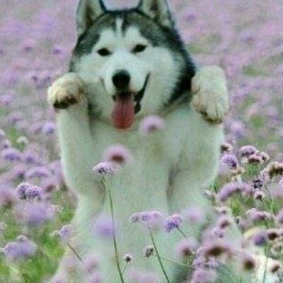 Profile Picture of Joy (@joyspinelli73) on Twitter