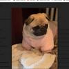 Profile Picture of Lisa Paulson161 (@@lisapaulson3) on Tiktok
