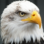 Profile Picture of Jim Callahan (@jim_at_falkirk) on Flickr