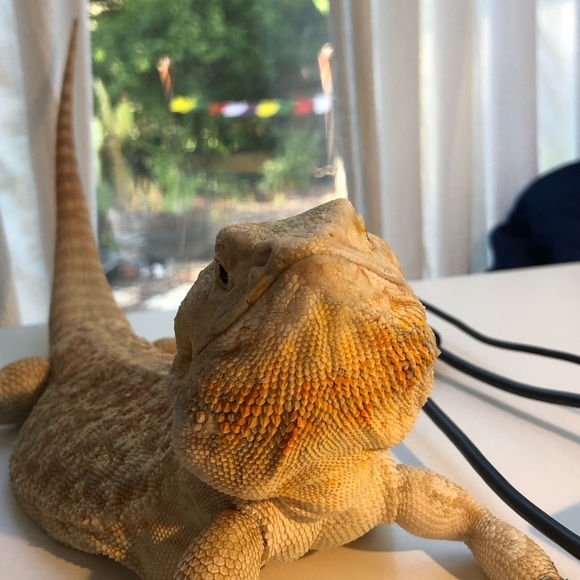 Profile Picture of Odin Debrovner (@odinmalcom) on Poshmark