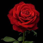 Profile Picture of Junaid Malik (@JunaidMalik-b9n) on Youtube