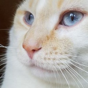 Profile Picture of Sophia Borg (@Cutiepiesophie3) on Twitter