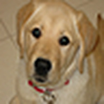 Profile Picture of Bob Fallows (@rbf1227) on Flickr