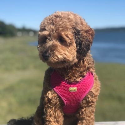 Profile Picture of Pierre Rosa (@PierreRosa7) on Twitter