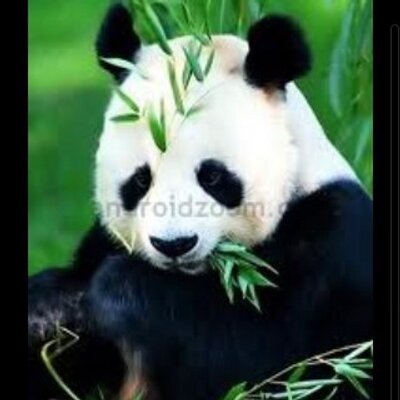 Profile Picture of Thomas Acri (@tacri1) on Twitter